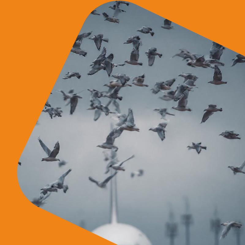 Flock of birds at an airport